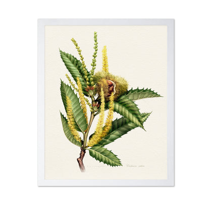 Castanea Sativa