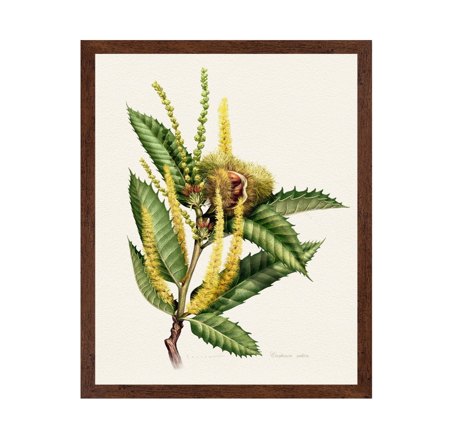 Castanea Sativa