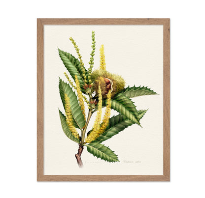 Castanea Sativa