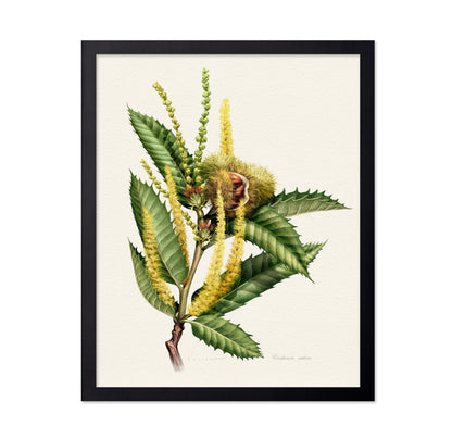 Castanea Sativa