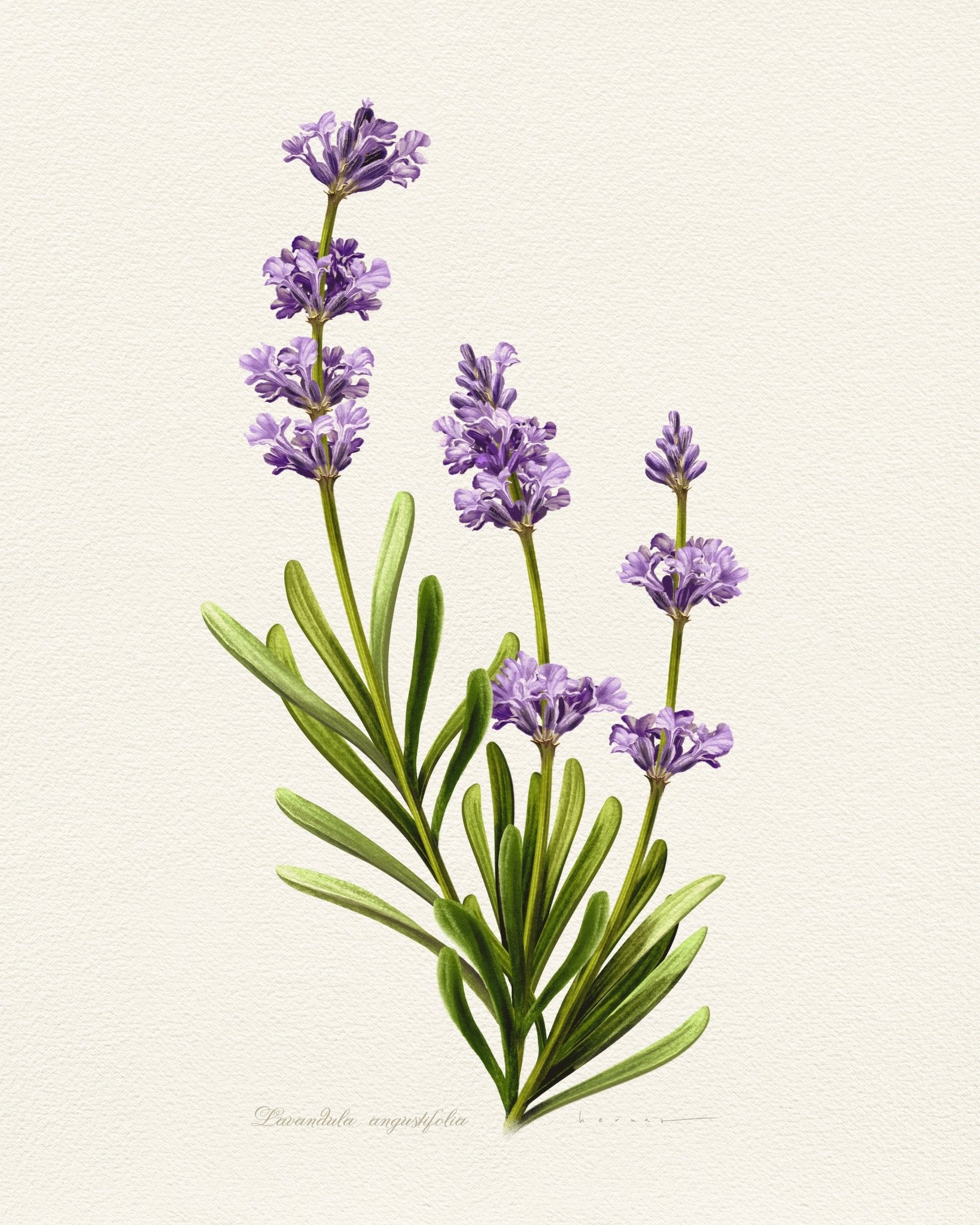 Lavandula Angustifolia