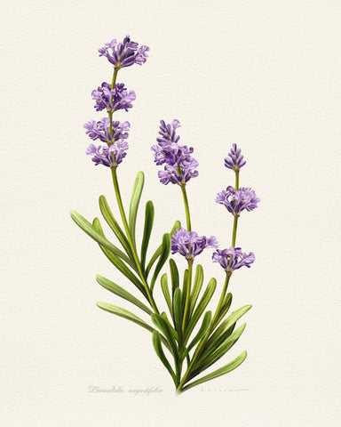 Lavandula Angustifolia