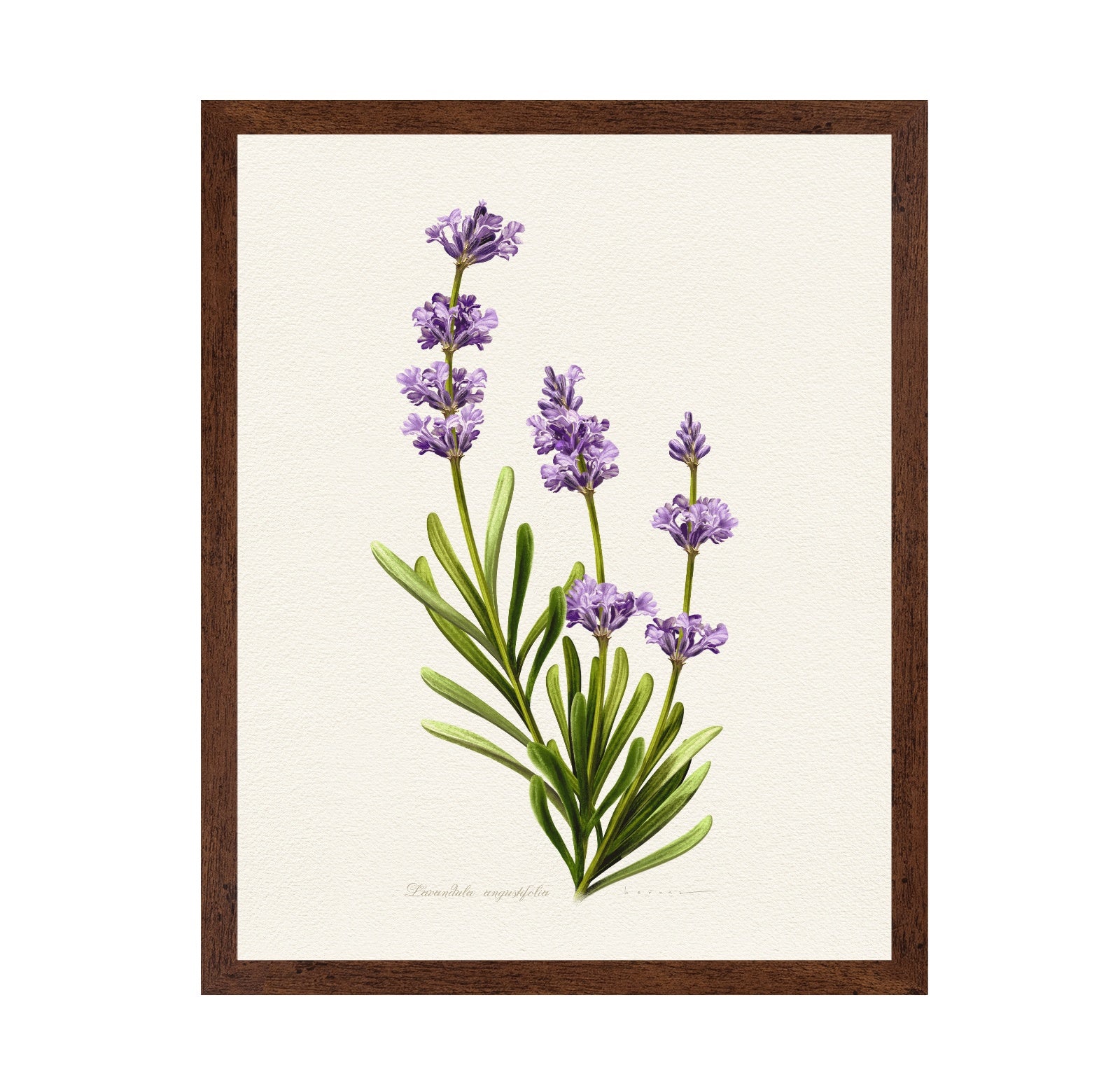 Lavandula Angustifolia