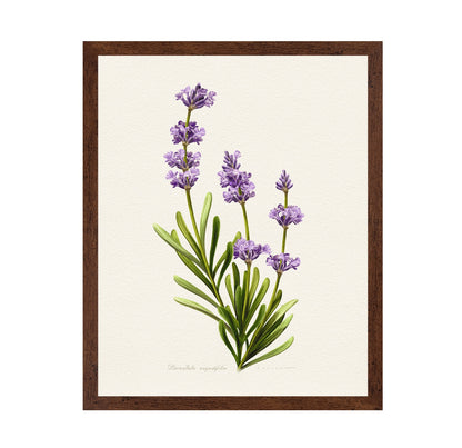 Lavandula Angustifolia