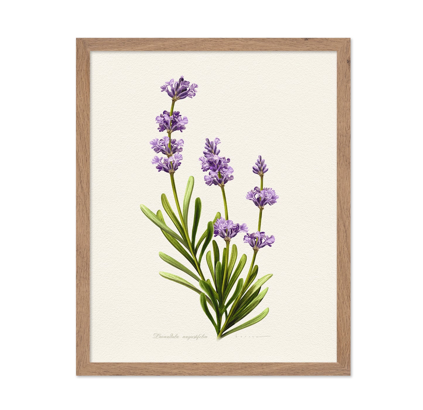 Lavandula Angustifolia