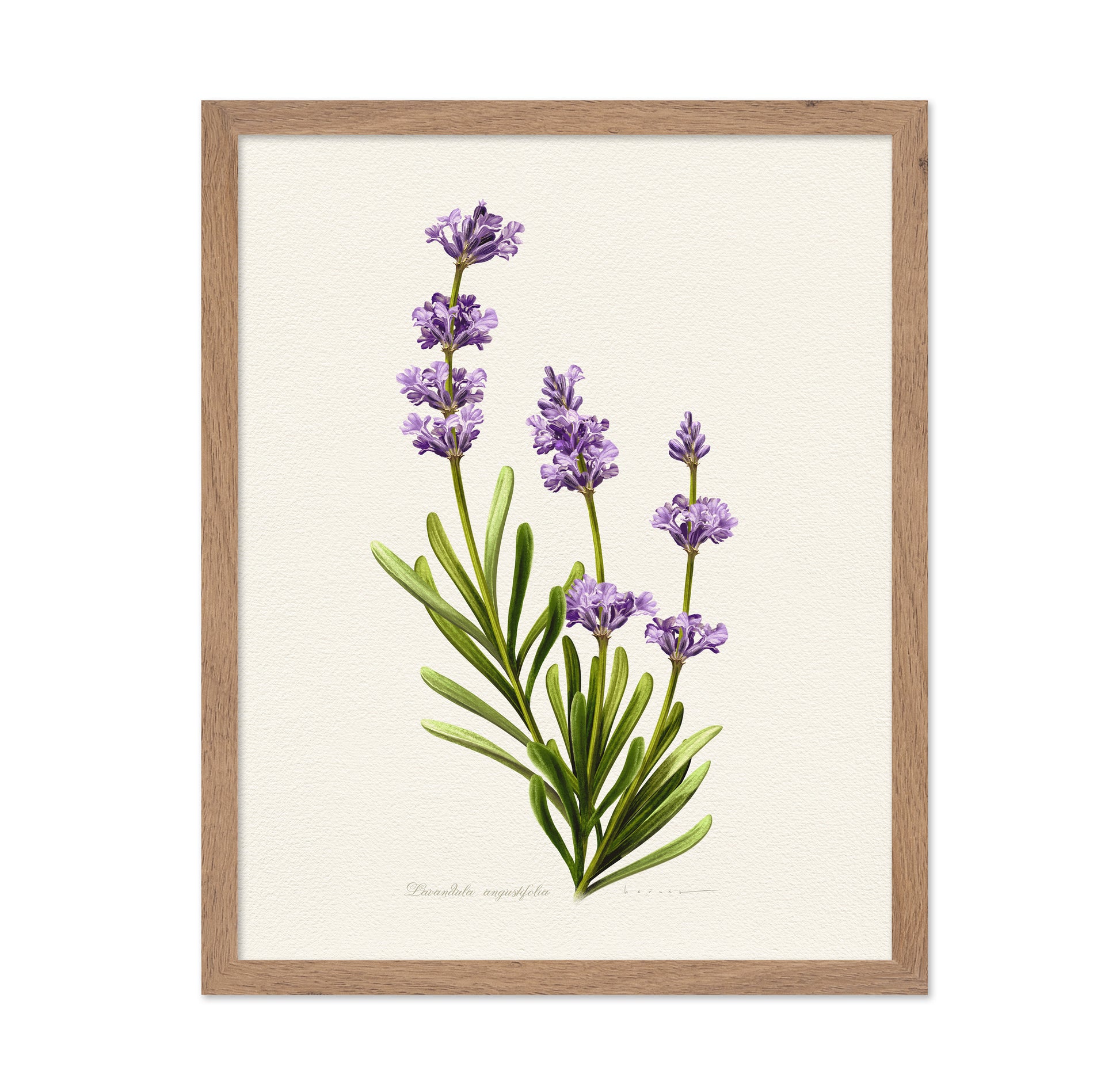Lavandula Angustifolia
