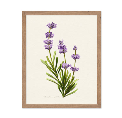 Lavandula Angustifolia