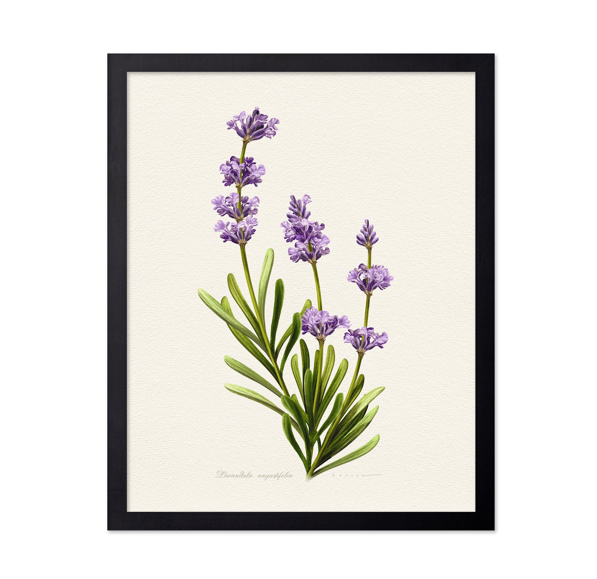 Lavandula Angustifolia