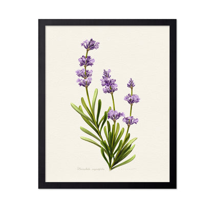 Lavandula Angustifolia