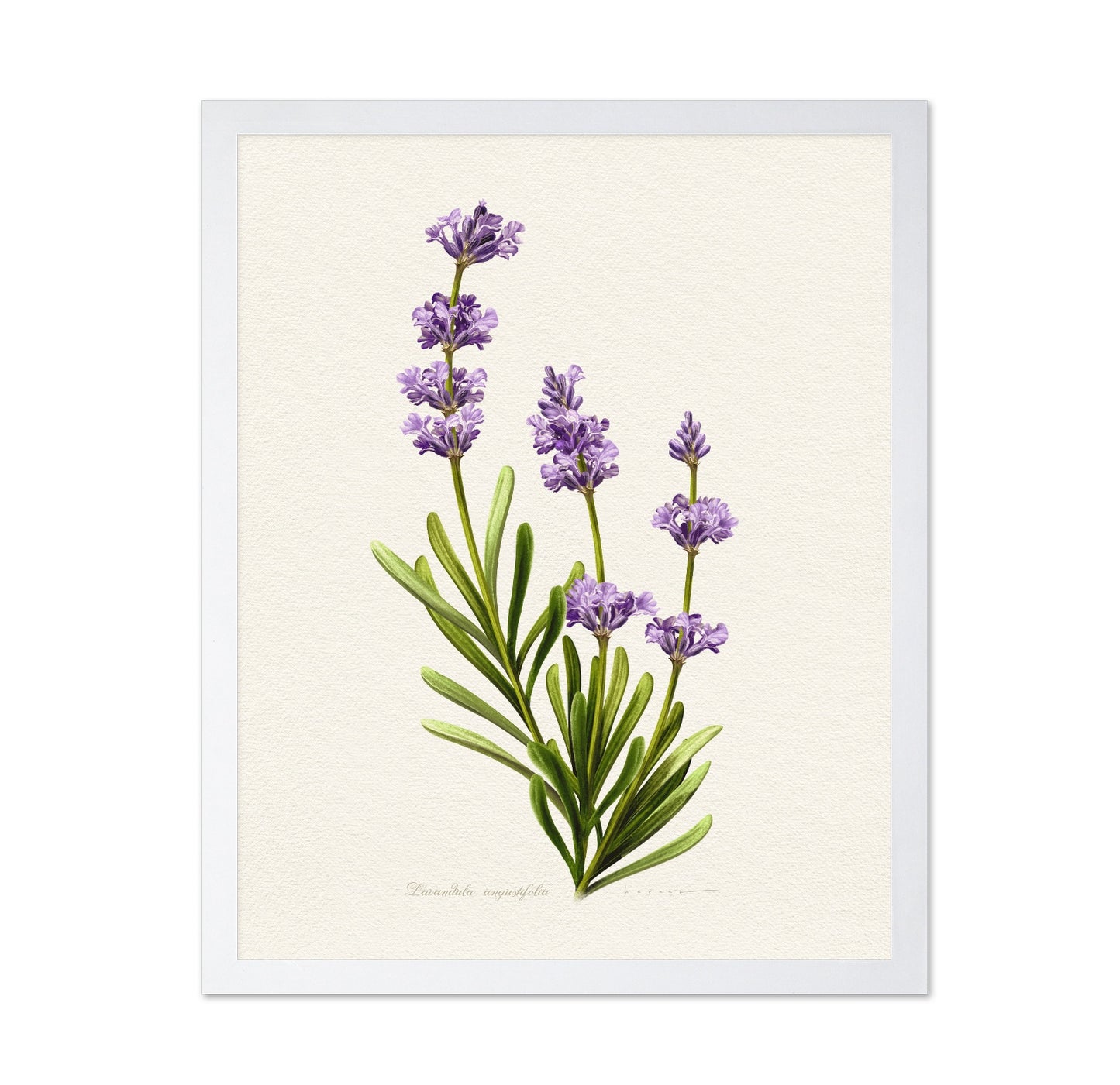 Lavandula Angustifolia