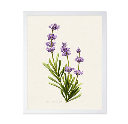 Lavandula Angustifolia