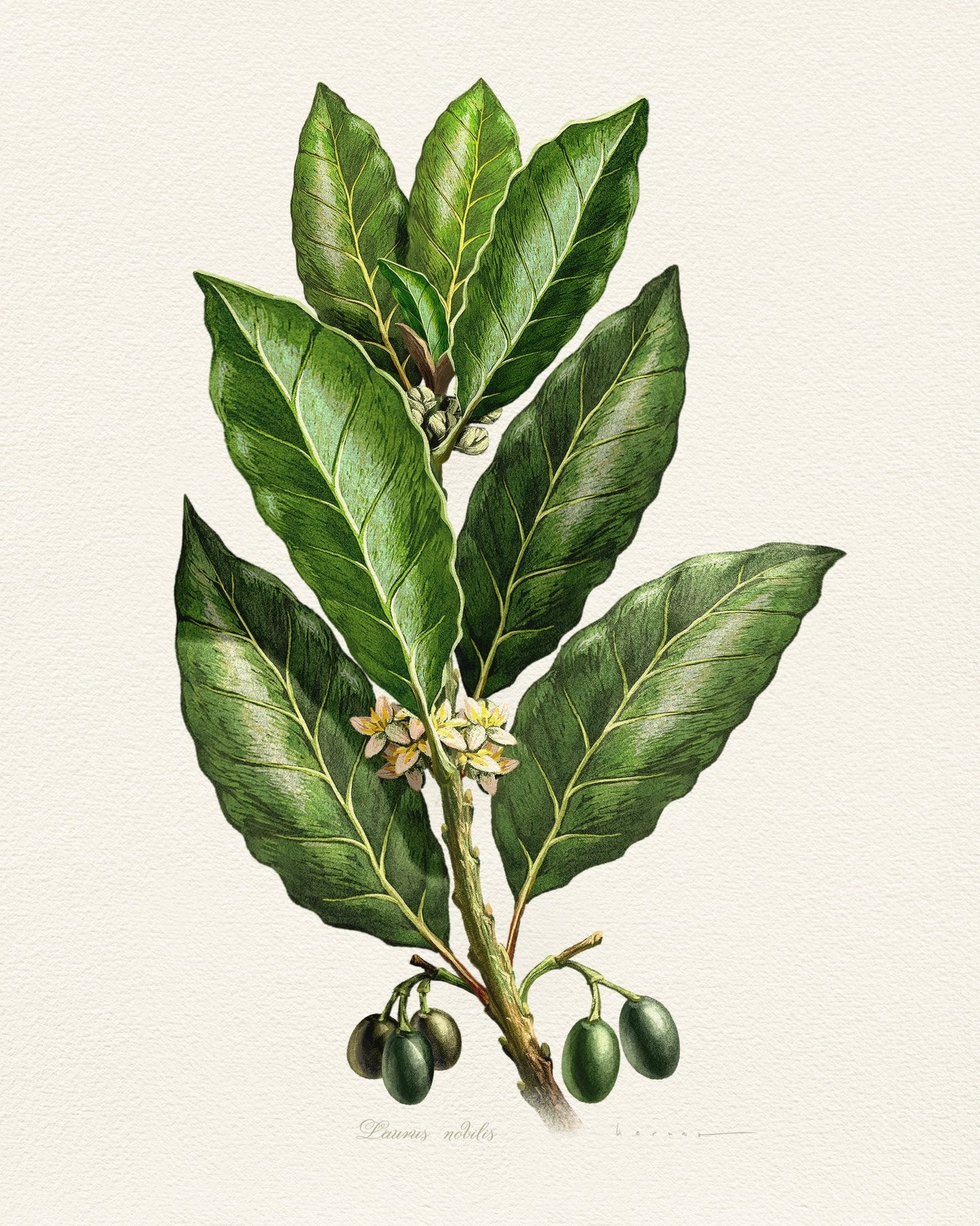 Laurus Nobilis