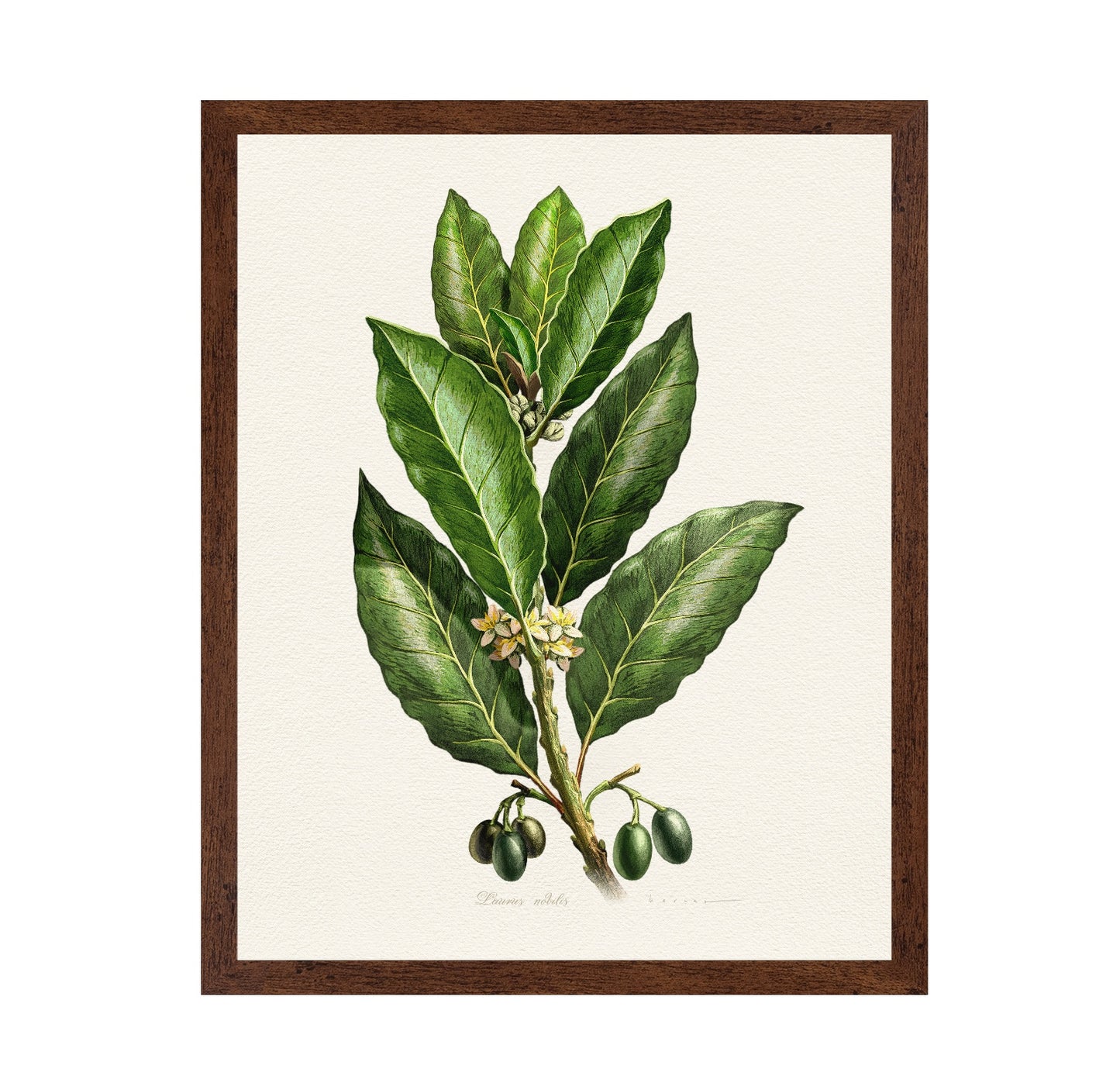 Laurus Nobilis