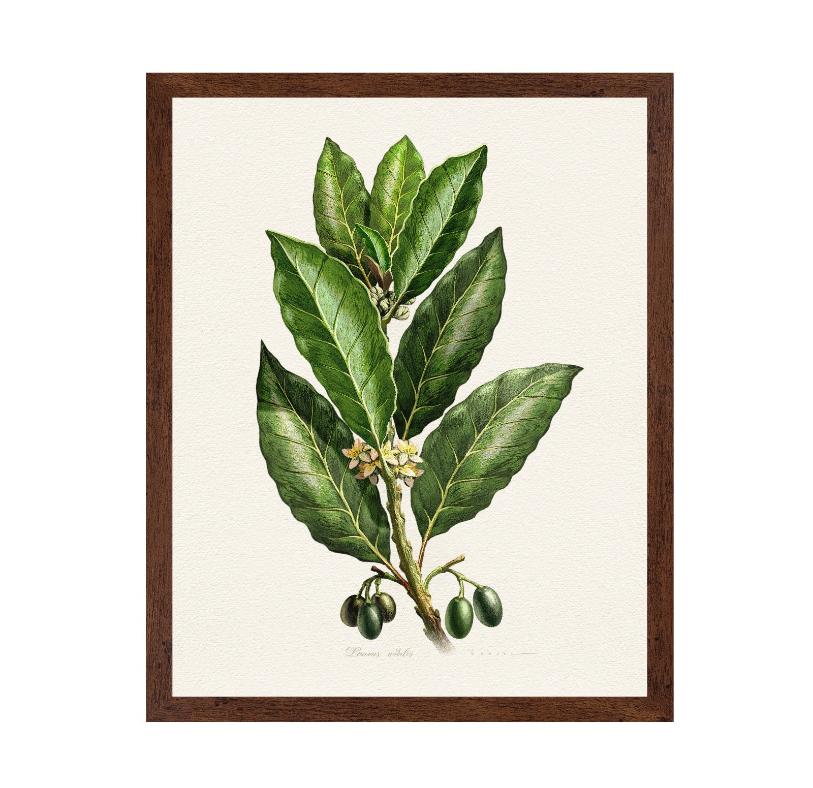 Laurus Nobilis