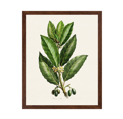Laurus Nobilis