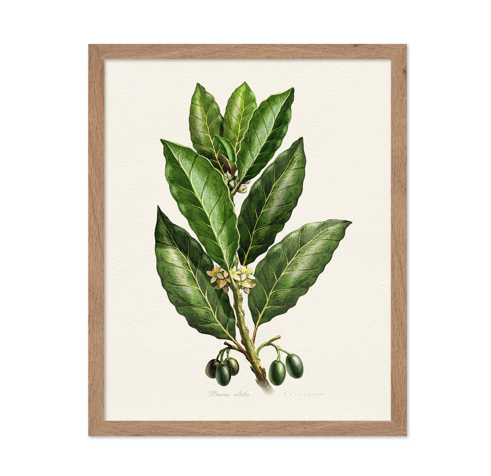 Laurus Nobilis