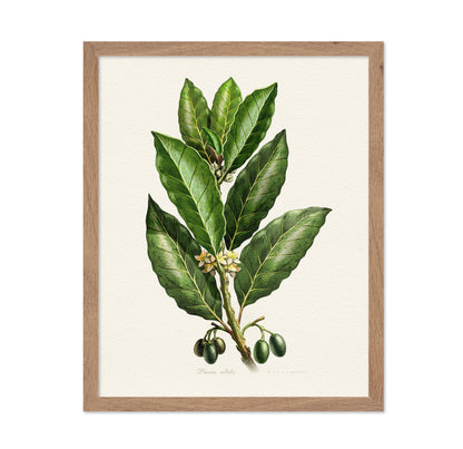Laurus Nobilis