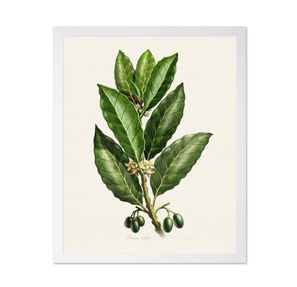 Laurus Nobilis