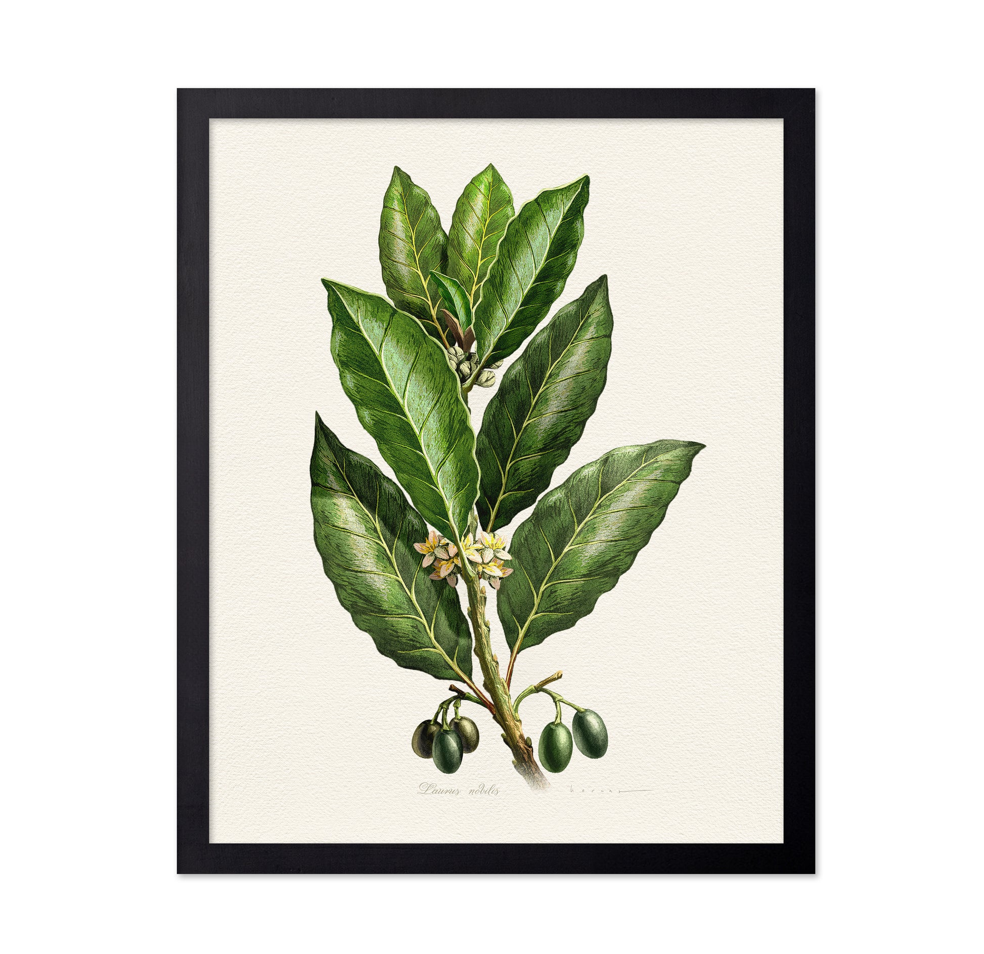 Laurus Nobilis