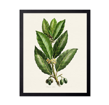 Laurus Nobilis