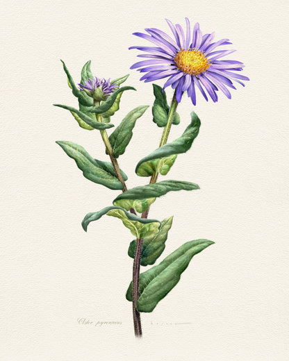 Purple Aster Botanical