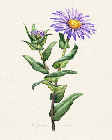 Purple Aster Botanical