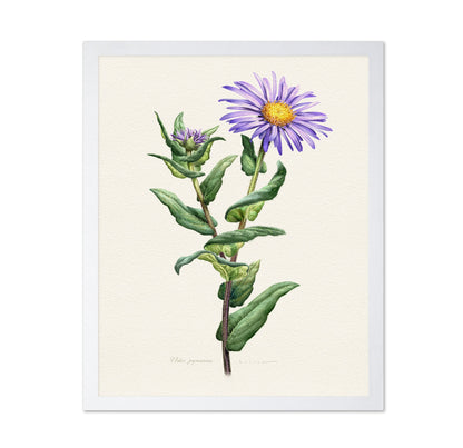 Purple Aster Botanical