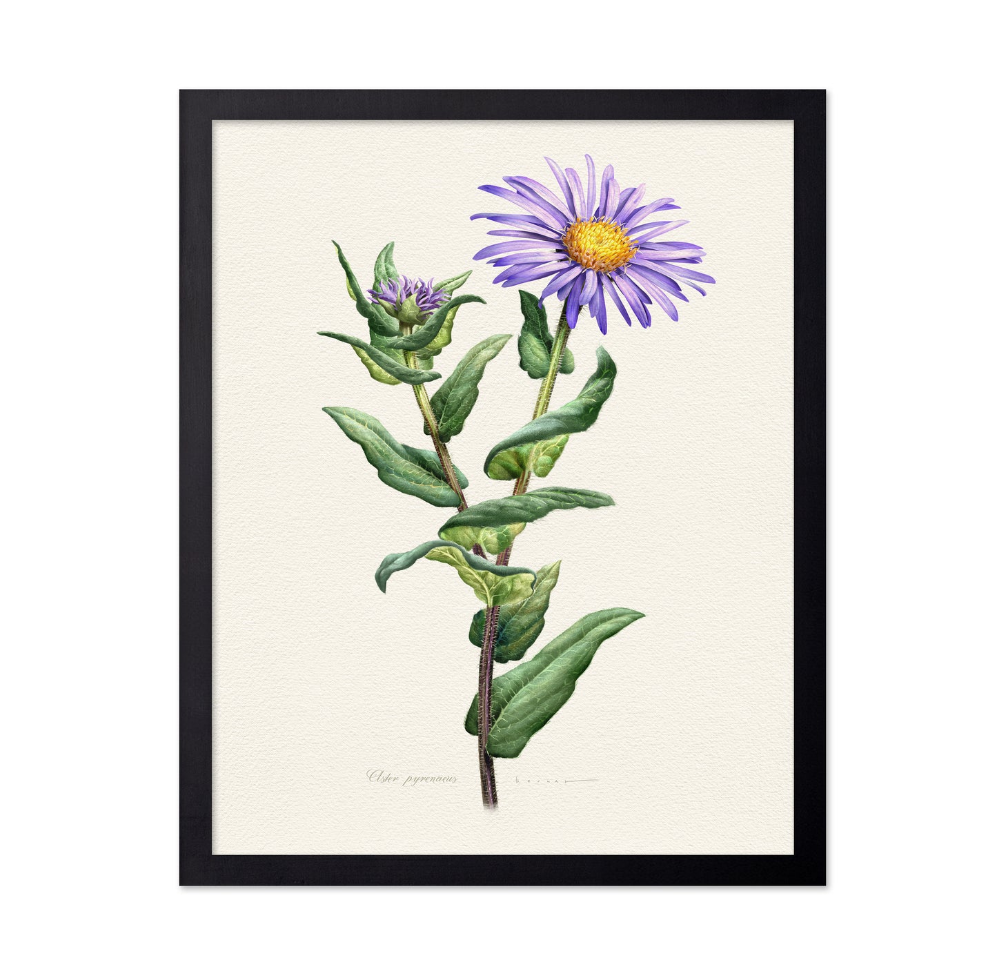 Purple Aster Botanical