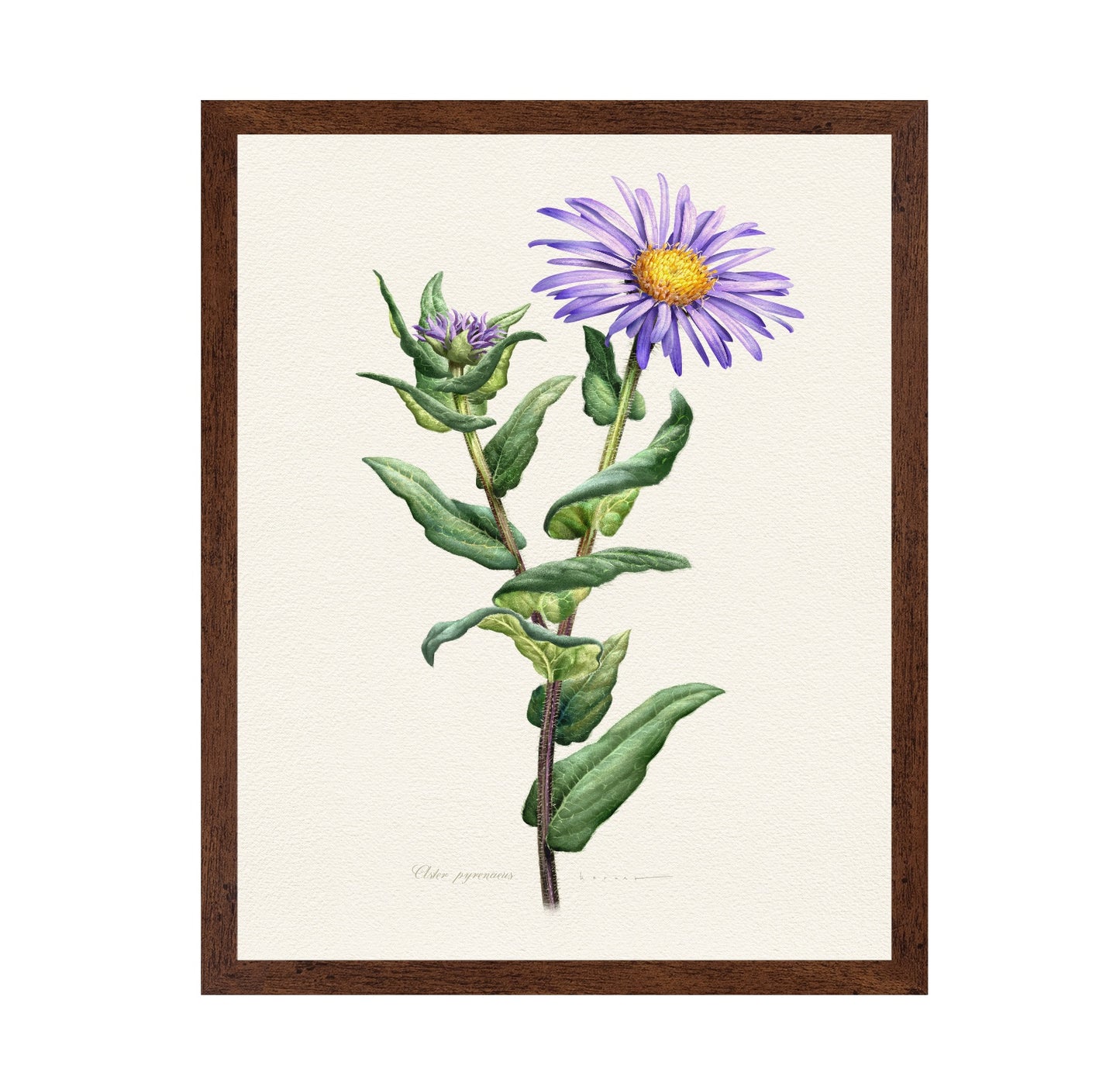 Purple Aster Botanical
