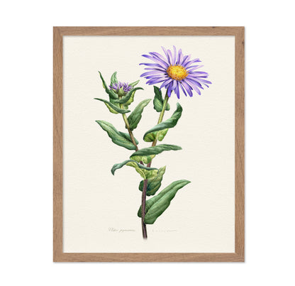 Purple Aster Botanical
