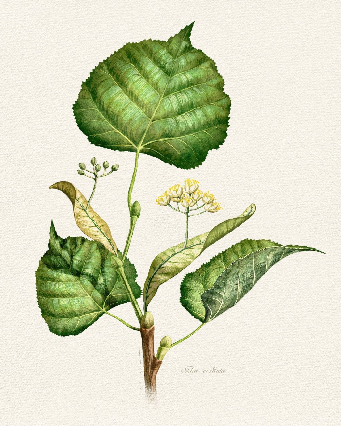 Tilia Cordata Botanical