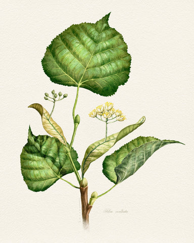 Tilia Cordata Botanical