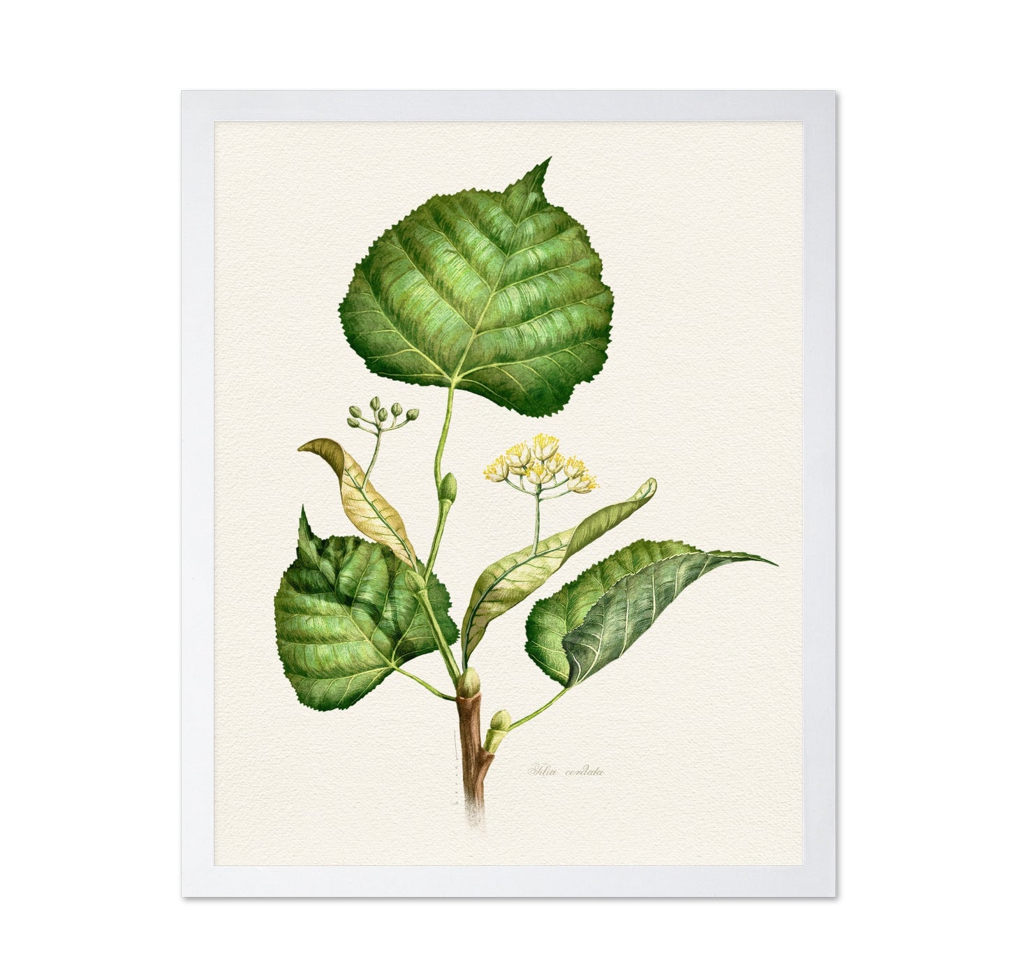 Tilia Cordata Botanical