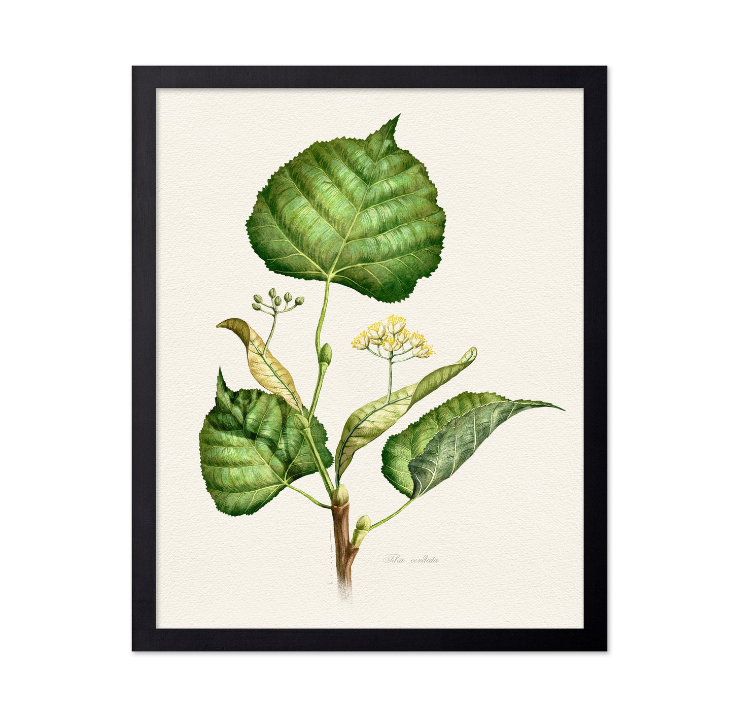 Tilia Cordata Botanical