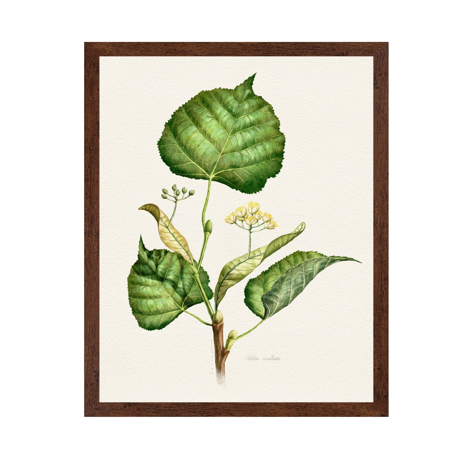 Tilia Cordata Botanical