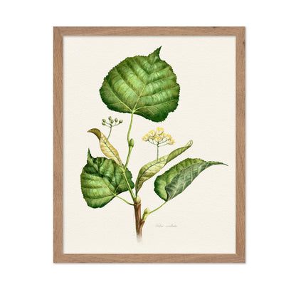 Tilia Cordata Botanical