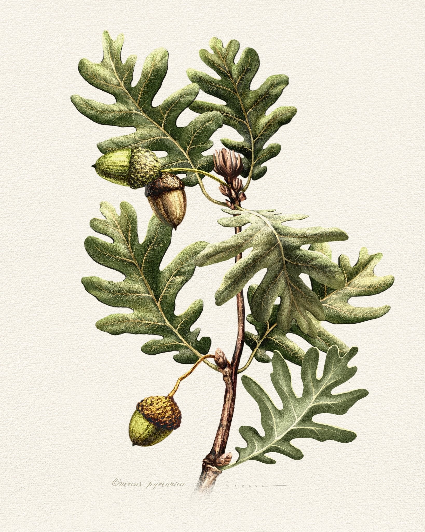 Quercus Pyrenaica