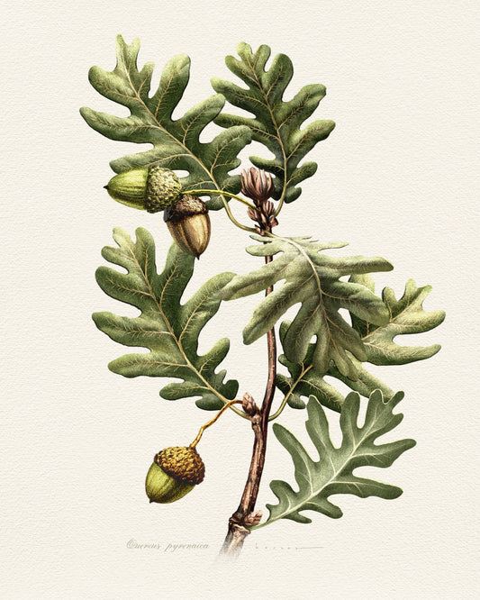 Quercus Pyrenaica