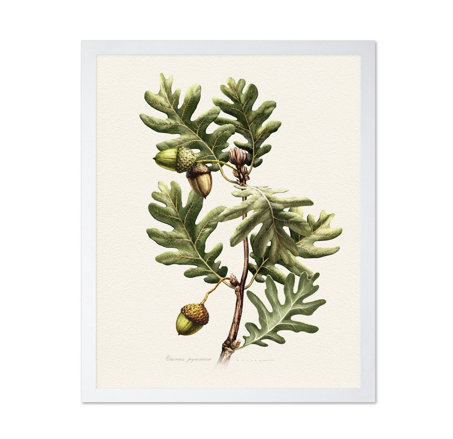 Quercus Pyrenaica