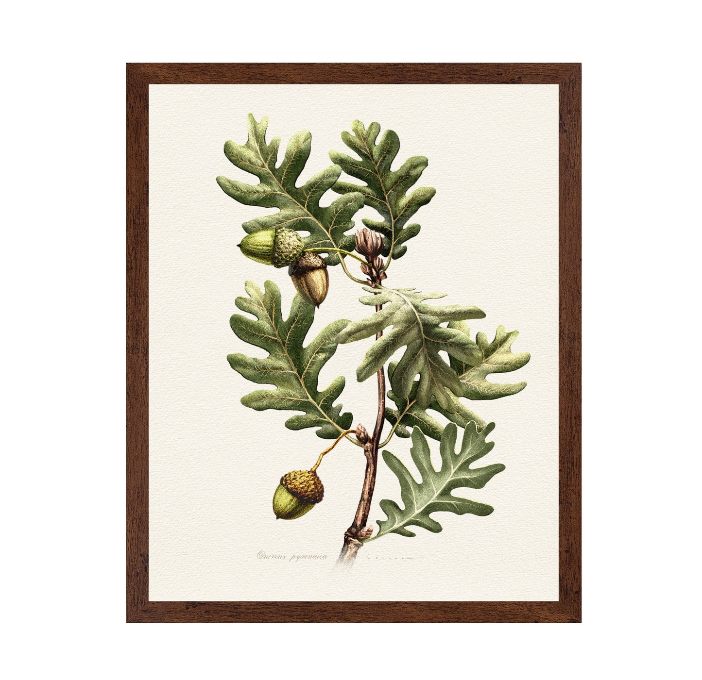 Quercus Pyrenaica