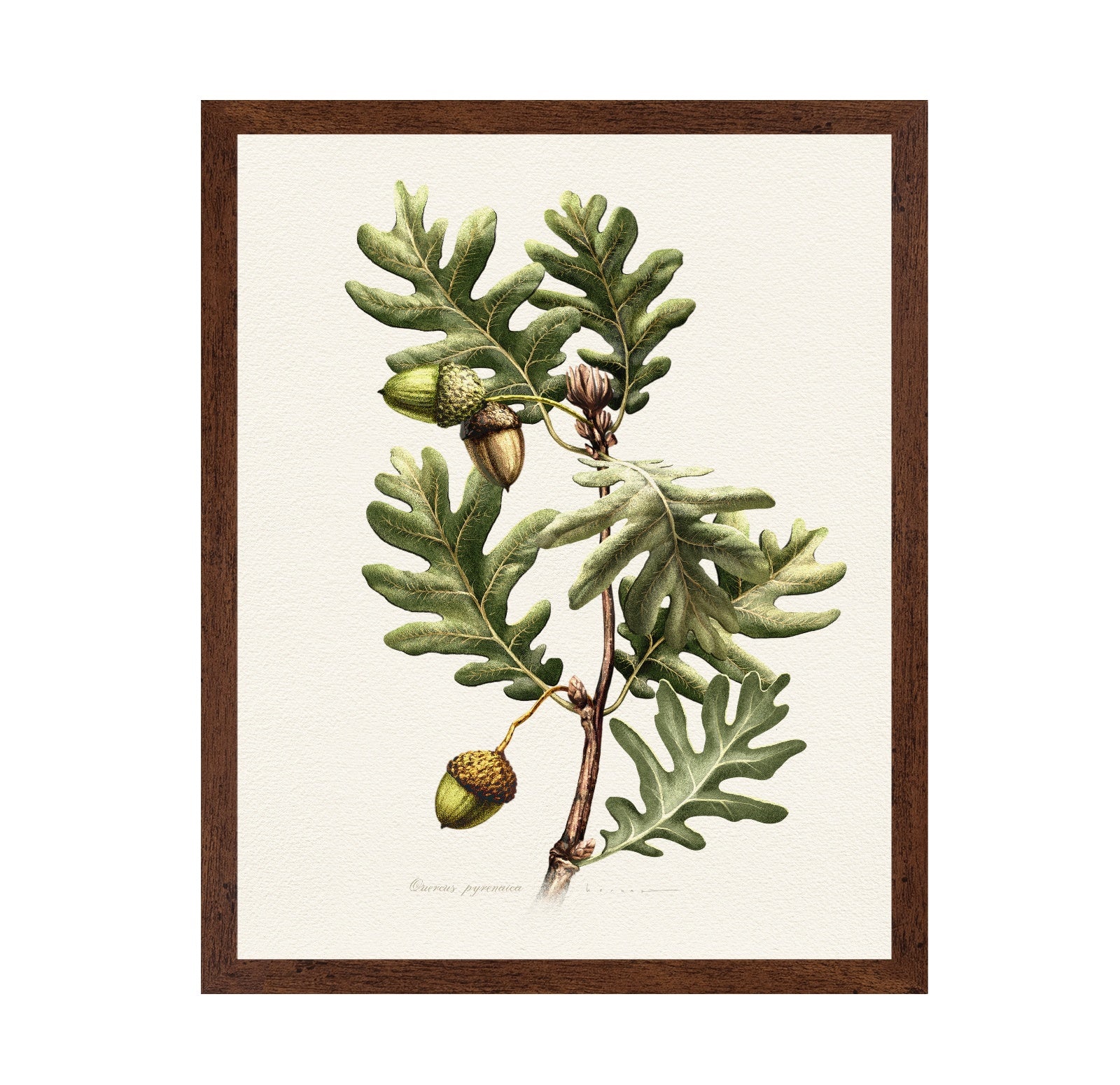 Quercus Pyrenaica