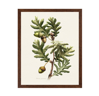 Quercus Pyrenaica
