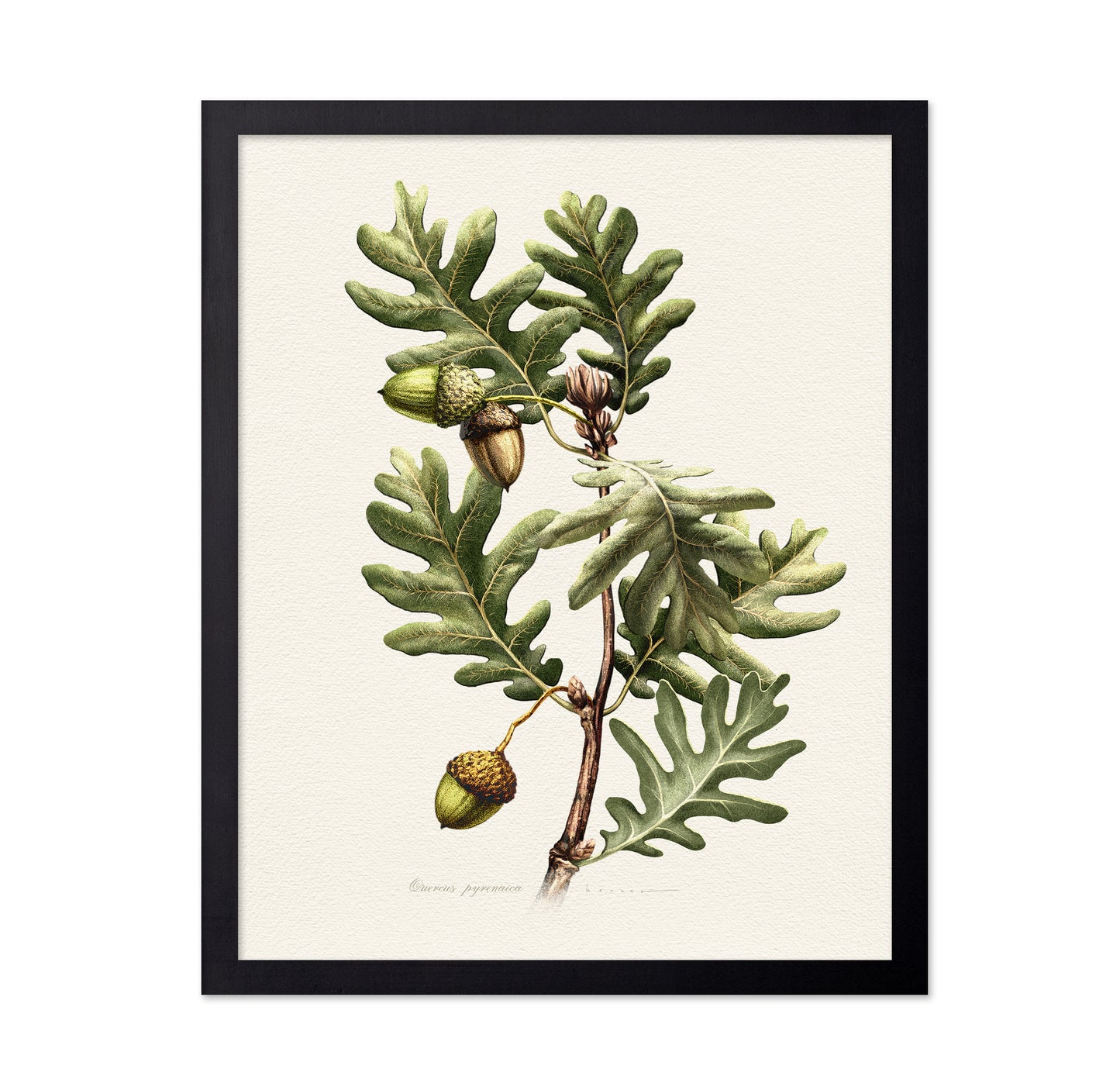 Quercus Pyrenaica