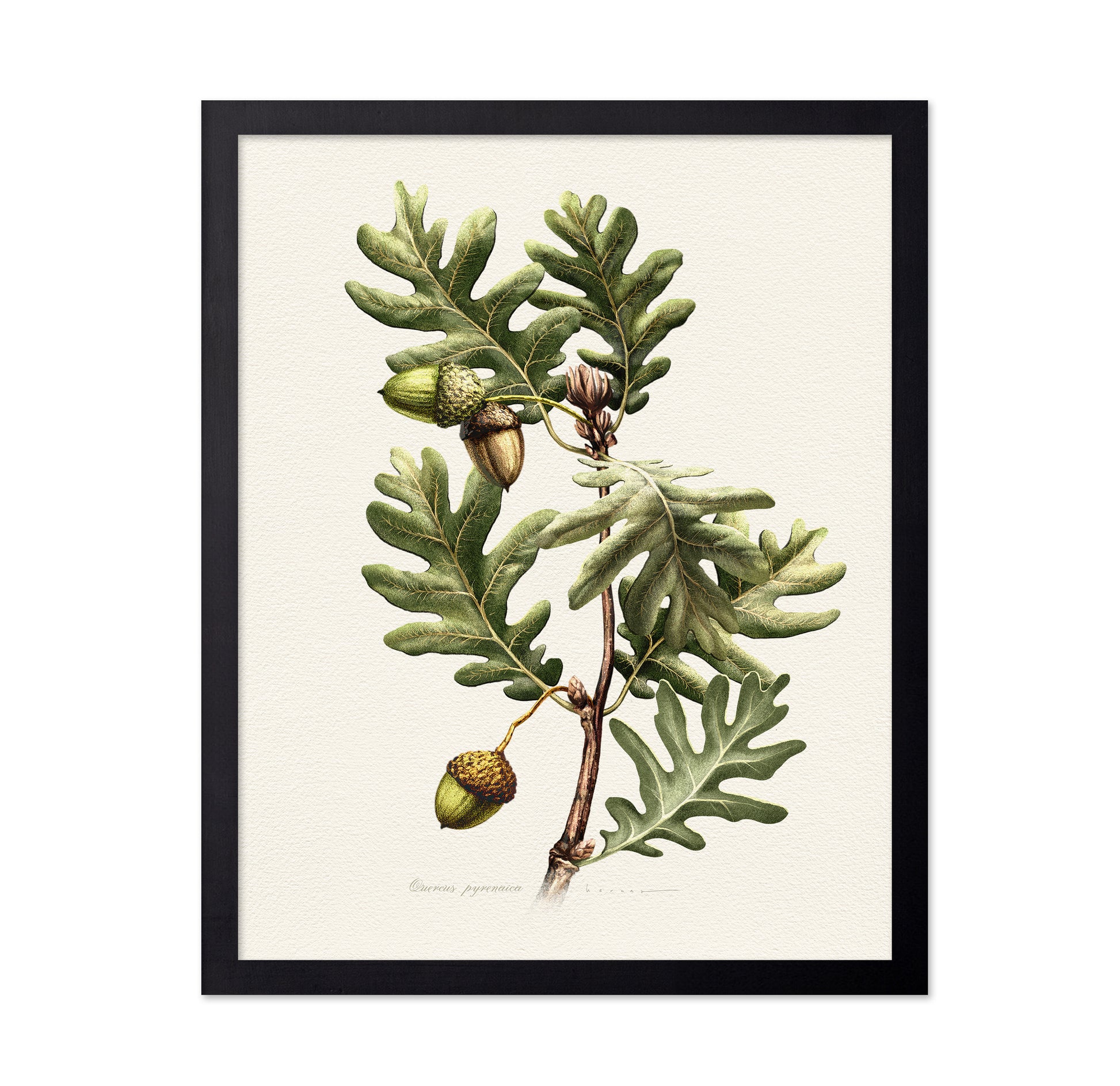 Quercus Pyrenaica