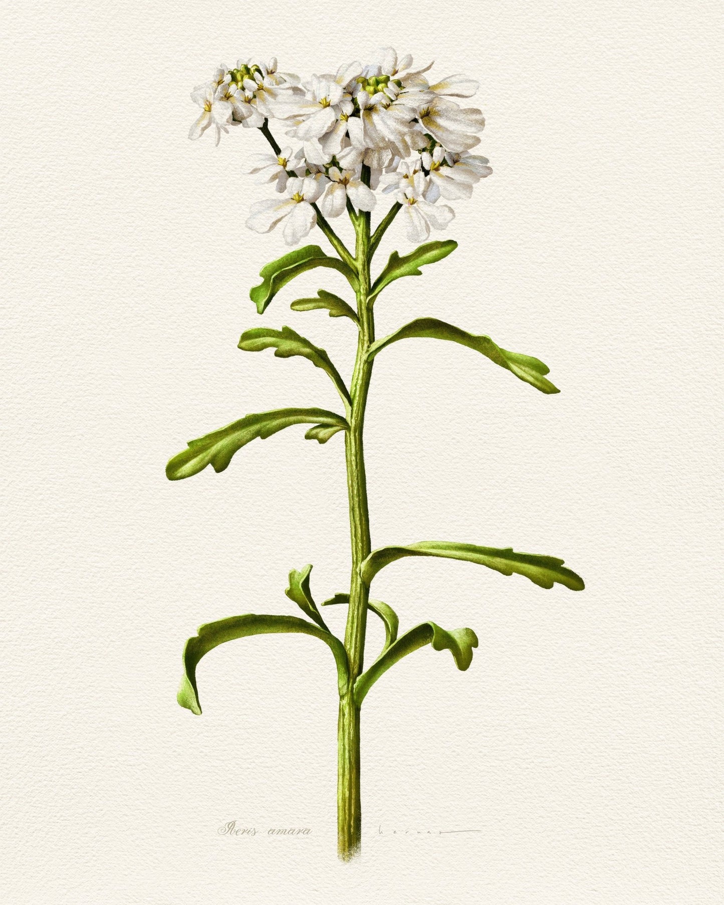 Iberis Amara