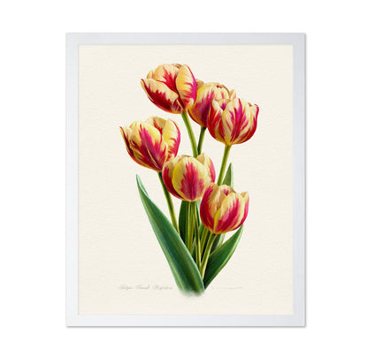 Tulipa Grand Perfection