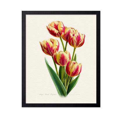 Tulipa Grand Perfection