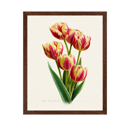 Tulipa Grand Perfection