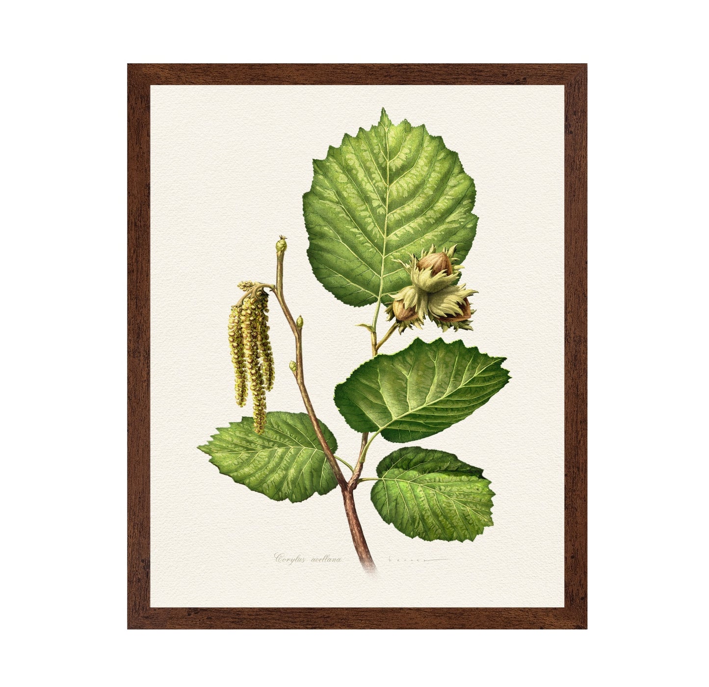 Corylus Avellana