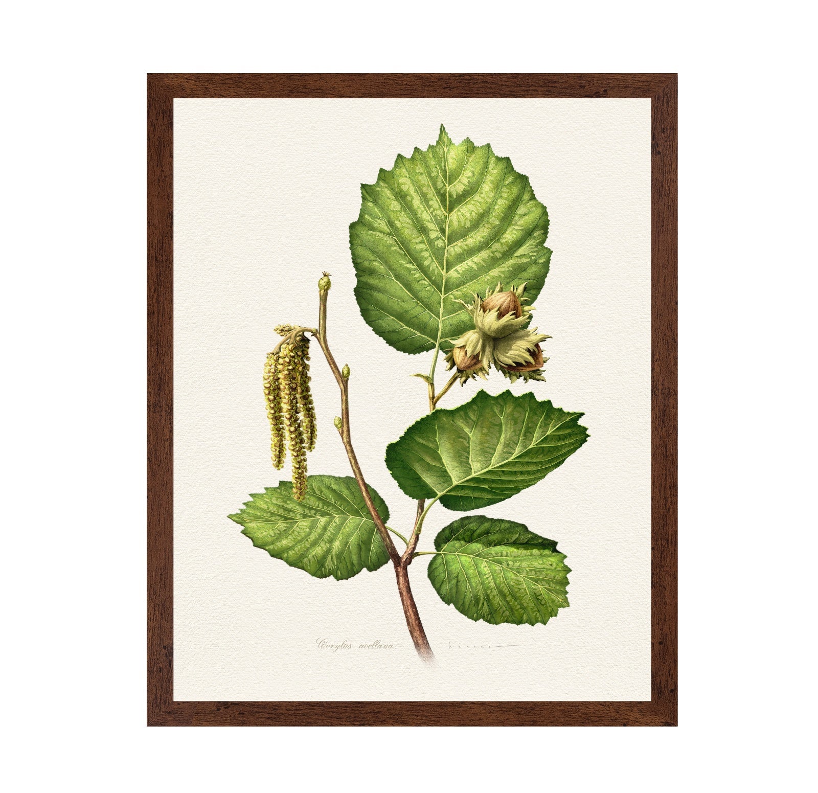 Corylus Avellana